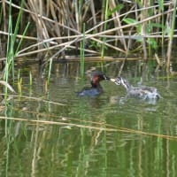 カイツブリ、カワセミ、