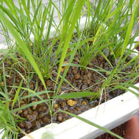 稲植え付け