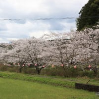 「桜川」（高知県・須崎市）の桜並木 散策 花筏 。  　四国周遊車中泊の旅 。　