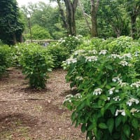 #164 -’25.　神代植物公園のあじさい園