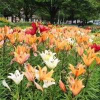 ユリ（千種公園　2025年6月9日）