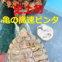 亀高速ビンタどんだけ～ !!　おもしろ動画　イタッ　イタイタイタイタイタ!!　仁義なき戦い