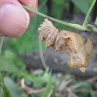 昆虫スコイぜ！二点位置流れ「衣装は二種類」