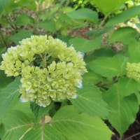 佐倉草ぶえの丘バラ園