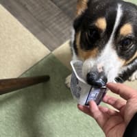 20250524の猫たちと時々犬