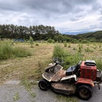 ◆  通学路は花盛り