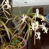 イシダテホタルブクロが咲きました