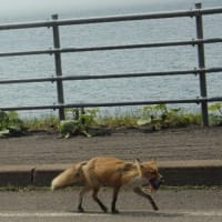 大魚をくわえ、歩く、野生のキツネ、ドキドキ眺め　(北海道)
