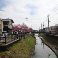 河津桜、葛西用水路