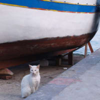 心ふるえる風景　南イタリア編⑧　プロチダ島は　猫たちの天国だった