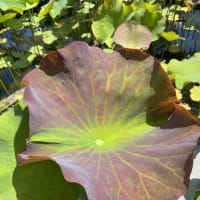 2025年6月7日　活動報告　ハスの花芽がどんどん出てきました！