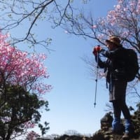 黒岳～親父山のアケボノツツジ（祖母山系）