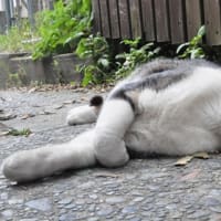 鎌倉あじさい