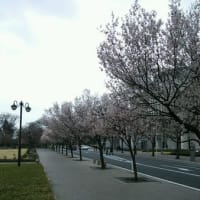 高崎市役所前の桜