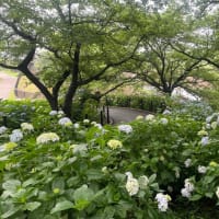雨に似合うアジサイ