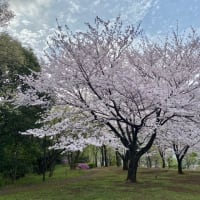 散歩コースの桜