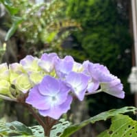 「紫陽花の季節感」