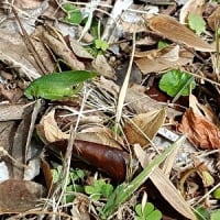 小動物レスキュー隊活動報告⑬ 今年のラストサトクダマキモドキ