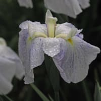 梅雨の花菖蒲