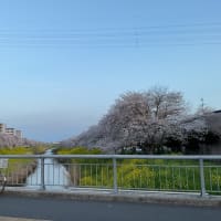 春爛漫