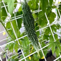 東ベランダは平和