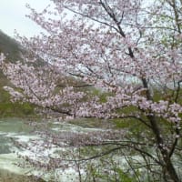 桜を見て　そこまで考える・・のは　やりすぎです