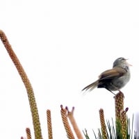 04/27探鳥記録写真：はまゆう公園の鳥たち（ウグイス、ホオジロ、ツバメ、）