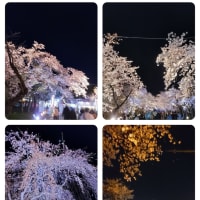 4月１４日観桜会最終日も夜桜