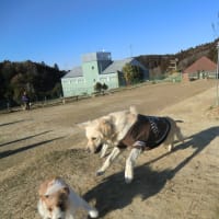 ベータだよ。