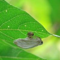 7月二回目の教室　トリノフンダマシ2種に出会う☆