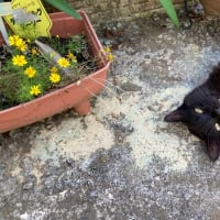 多肉植物・猫