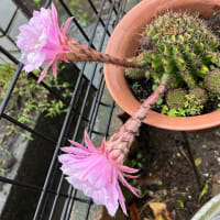 今年の開花も☂️