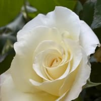 GWのメモワール💕 薔薇と共に