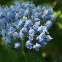 晩春～初夏の花：アジサイ’三河千鳥’