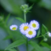 庭の花々・・・（4）