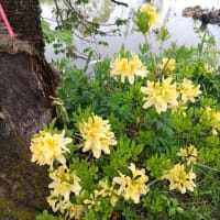 消費税減税の財源