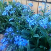 忘れな草が満開