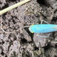 このごろ目についた虫あれこれ　　その１