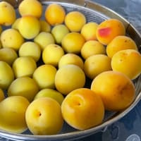 梅をもとめてとえどくんのジュネリック