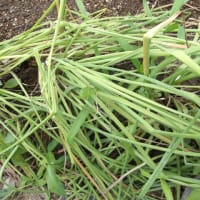 夏花壇にリメイク