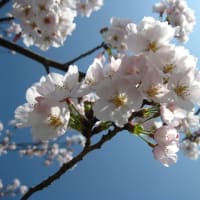 Sakura 2011
