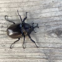 とても小さいカブトムシ