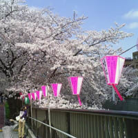目黒川と桜