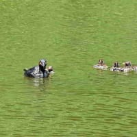まだウリ模様だった、カイツブリの子ども。