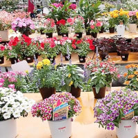 ５月の園芸店