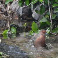 ヒクイナの水浴び