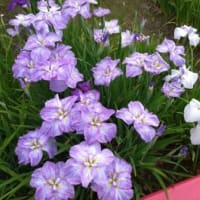 菖蒲祭り。