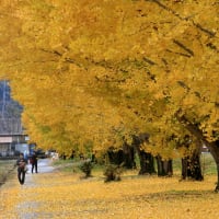 伊那方面の柿や銀杏の古木