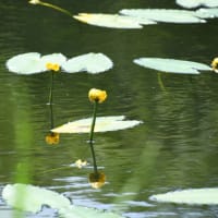 涼しさ誘う湖のコウホネ