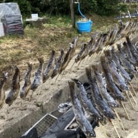 飯沢魚つかみどり大会